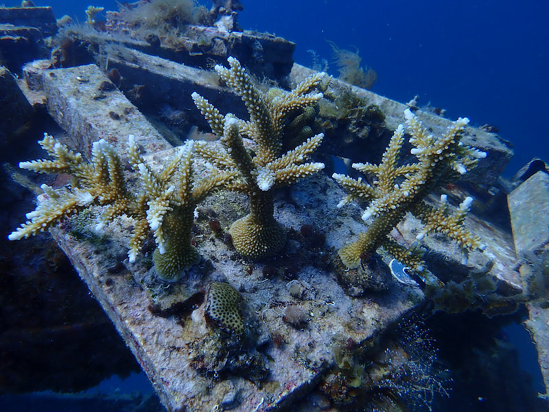 Coral Arks image gallery