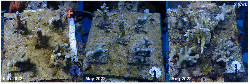 Coral Arks image gallery