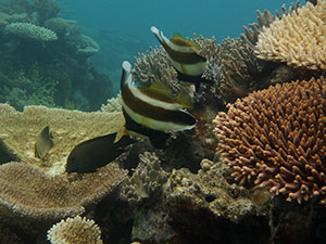 Corals - Figure1