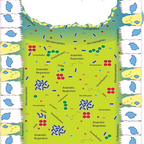 A drawing of a mucus filled bronchiole lined with epithelial cells