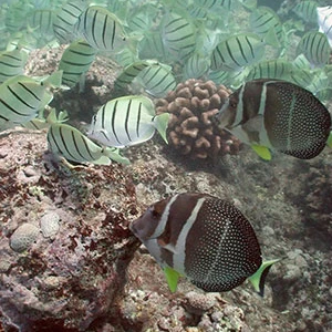 A picture of fish swimming over a coral reef