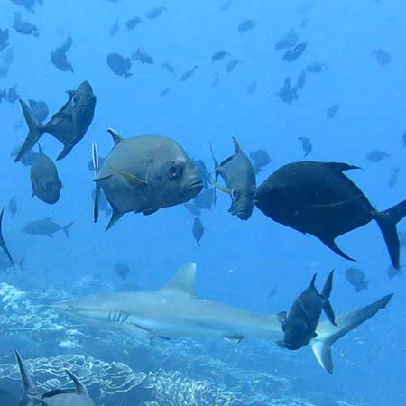 A picture of fish and a shark swimming over a coral reef