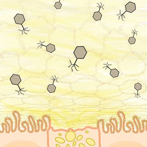 A diagram of phage adhered to mucus in the lungs