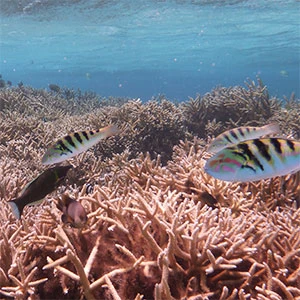 A picture of fish swimming over a reef