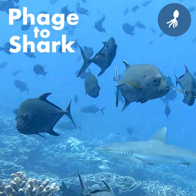 image links to website